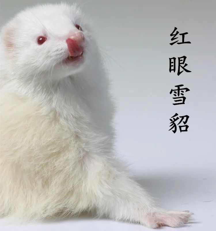 DƬ